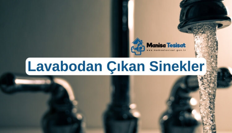 lavabodan-cikan-sinekler