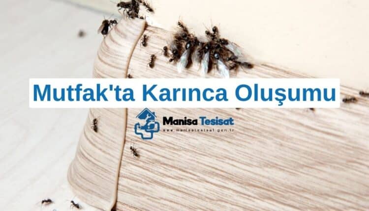 mutfakta-karinca-olusumu