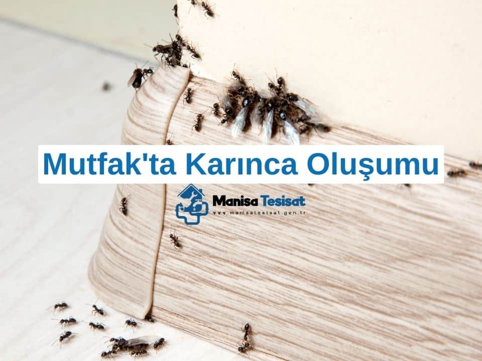 mutfakta-karinca-olusumu